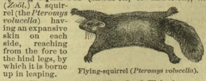 An illustration of a flying squirrel with its legs extended and tail spread.