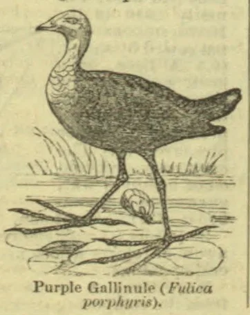 An illustration of a purple gallinule standing in shallow water beside a small chick.