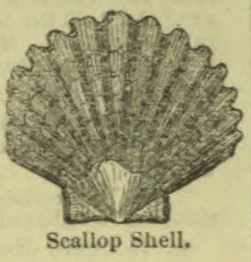 An engraved illustration of a scallop shell with a broad, fan-shaped ridged upper shell and a short hinge at the base.