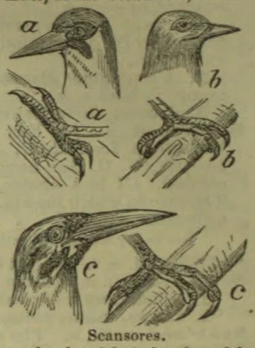 The illustration shows three types of climbing-bird heads and feet, labeled a, b, and c.