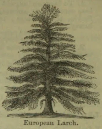 An engraving of a European larch tree, shown with a tall central trunk and tiered branches.