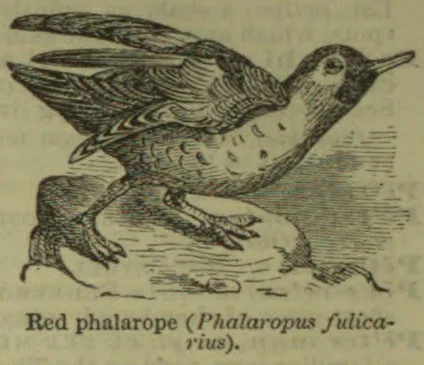 An engraved red phalarope stands in shallow water with one wing raised.
