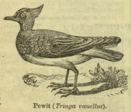 An engraved illustration of a pewit standing on a patch of ground.