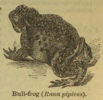An illustration of a bullfrog sitting on the ground.