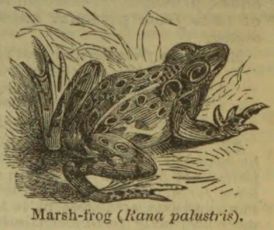 An illustrated marsh frog sits among reeds and aquatic vegetation.