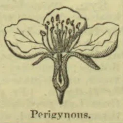 A botanical diagram showing a flower with its floral parts attached around the ovary.
