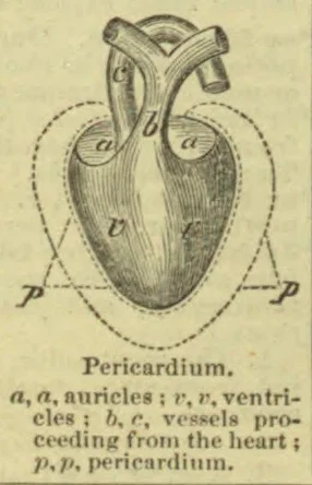 A labeled anatomical illustration of the heart enclosed by the pericardium.