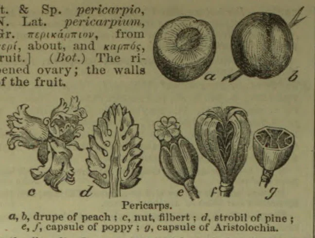 The illustration shows examples of pericarps, including fruits and seed capsules.