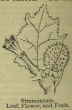 A botanical illustration of a stramonium plant showing its leaf, flower, and spiny fruit.