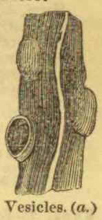 An elongated structure with several rounded protrusions and an oval cross-section showing its interior.