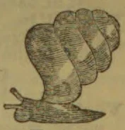 A small woodcut showing several overlapping, rounded, ribbed forms rising from a long, flat, curved base.