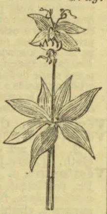 An engraved flowering plant with a tall stem, broad pointed leaves, and two blossoms.