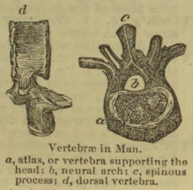 Two anatomical drawings show vertebrae in a human, with parts identified by letters.