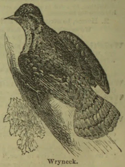 An engraved illustration of a wryneck perched on a branch.
