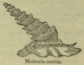 An engraved illustration of a long, ridged spiral shell resting on a flat base.