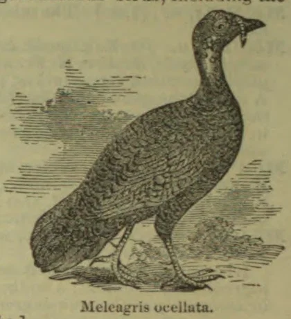 An engraved illustration of an ocellated turkey standing among foliage.