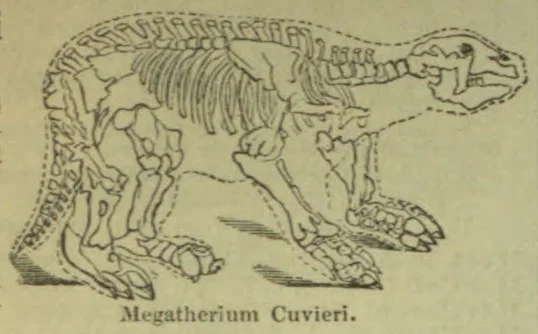 A skeleton of a Megatherium, a giant ground sloth.