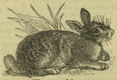 An engraved rabbit crouches on the ground with its ears raised.