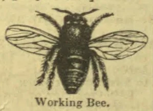 An engraved illustration of a bee with its wings spread.