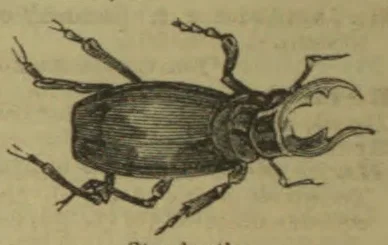 An illustrated beetle with a large oval body, six legs, and long, curved pincers.