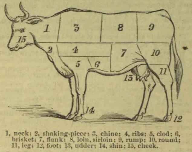 A cow is shown with numbered regions identifying different cuts and parts of its body.