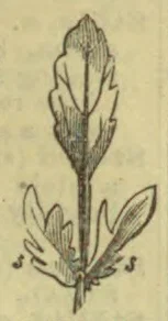 A botanical illustration of a flowering plant with a tall central stalk and several basal leaves.
