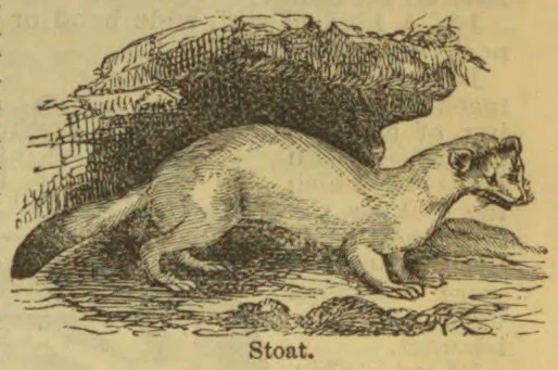 An illustration of a stoat standing on the ground in front of a burrow.