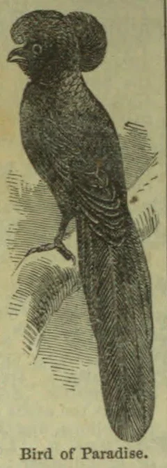 An engraved bird with a prominent crest and long tail feathers perches on a branch.