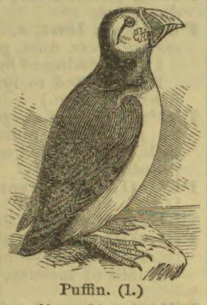 A puffin stands on a rocky ledge, shown in profile.