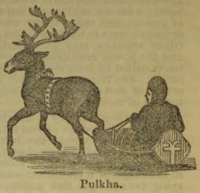 A reindeer pulls a person seated in a small sled.
