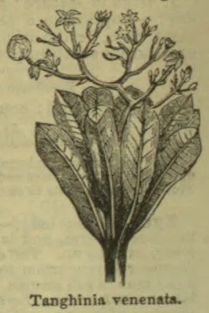 A botanical illustration of the Tanghinia venenata plant, showing broad leaves and branching flower stems.