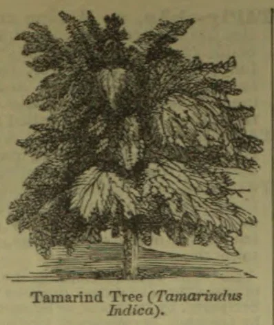 An engraved illustration of a broad, spreading tamarind tree with a visible trunk and ground beneath it.