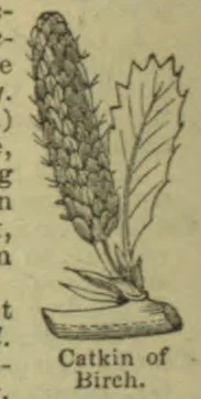 A botanical drawing of a birch catkin beside a serrated leaf, attached to a short twig.