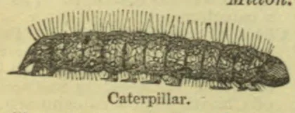 An engraving of a caterpillar with numerous bristles along its back.