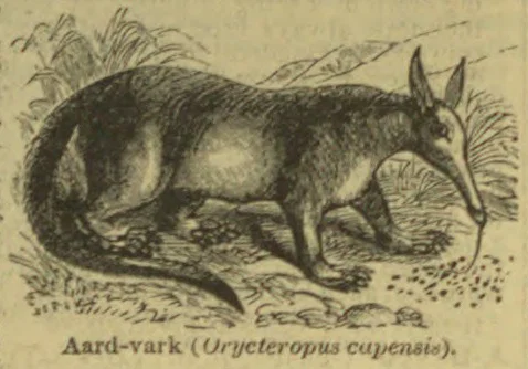 An aardvark walks across the ground with its long snout lowered.