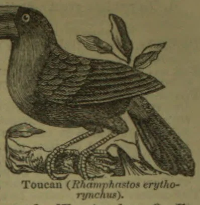 A toucan perched on a branch with leaves behind it.