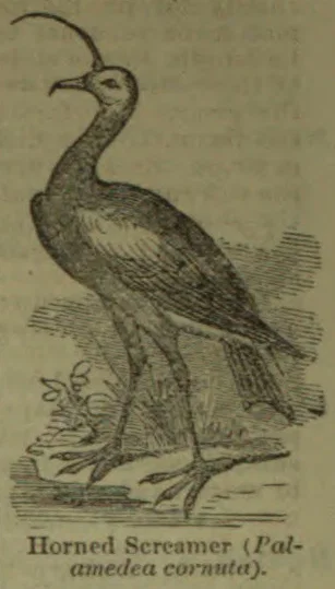 An engraved bird with a long curved neck and a slender horn extending from its head stands among plants.