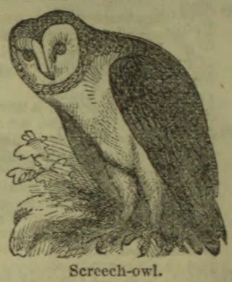An owl perched on a branch, facing forward with its wings folded.
