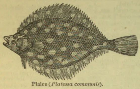 An engraved illustration of a plaice, shown from the side.