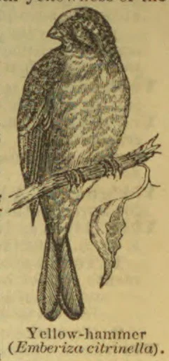 An engraved illustration of a yellowhammer perched on a branch beside a leaf.