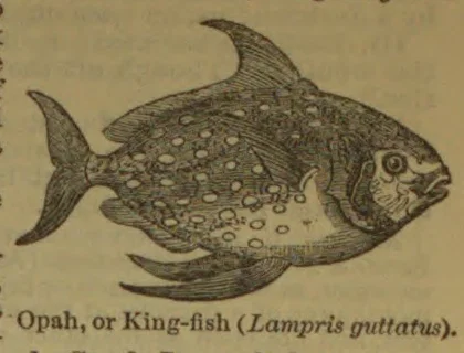 An engraved illustration of an opah fish, shown in profile.