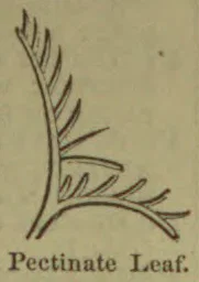 A botanical drawing of a pectinate leaf with narrow, comb-like projections along its branches.