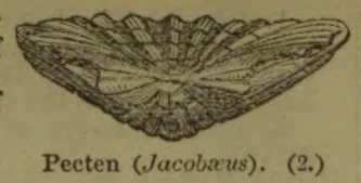 A scallop shell is shown with its fan-shaped ribs and two valves spread open.