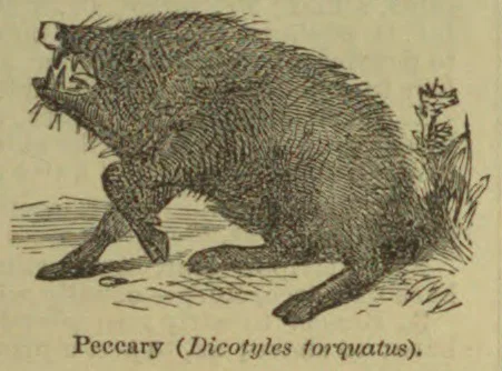 An illustration of a bristly peccary standing in profile.