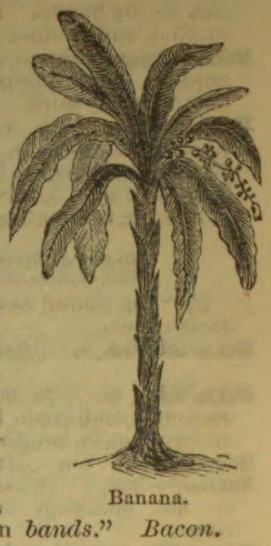 An engraved illustration of a banana plant with broad leaves and a cluster of fruit.
