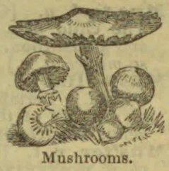 An illustration of several mushrooms, including a broad, flat cap and smaller clustered fungi.
