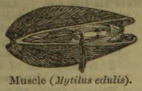 An open mussel shell showing the animal inside.