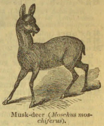 An illustration of a musk deer standing in profile.