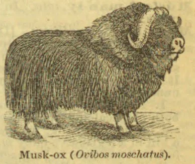 An engraved musk-ox stands in profile facing right.