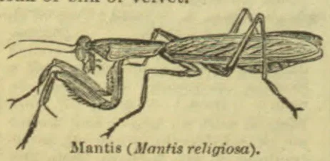 A drawing of a praying mantis.